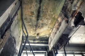 Best Asbestos and Lead Testing During Mold Inspection  in Hilbert, WI